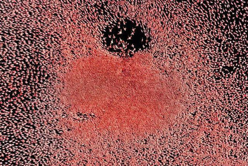 山海经中哪些是人类发现的,山海经中哪些真实存在的生物