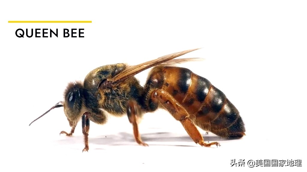 蜜蜂不为人知的小秘密,蜜蜂你不知道的秘密