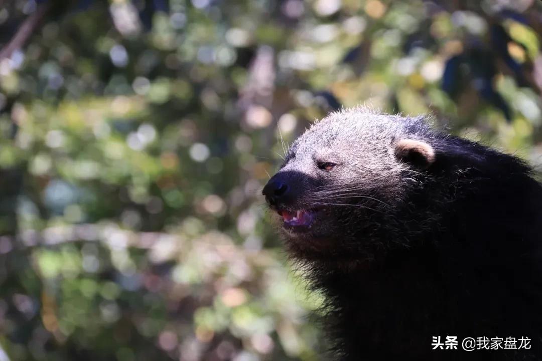 生物的多样性之美,生物多样性之美介绍