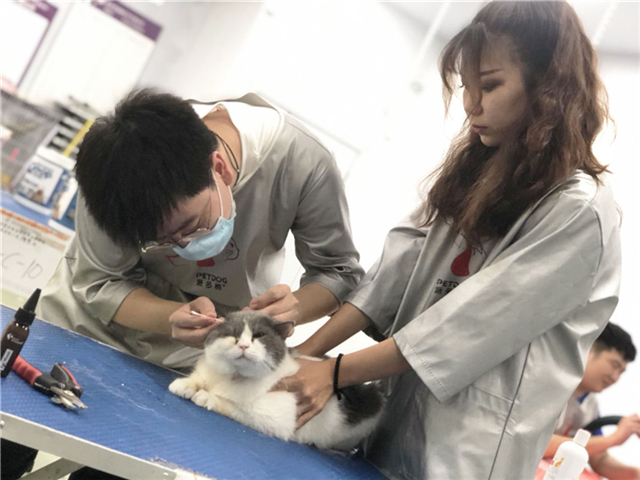 宠物美容培训学费大概多少钱,广州宠物美容培训机构哪家好