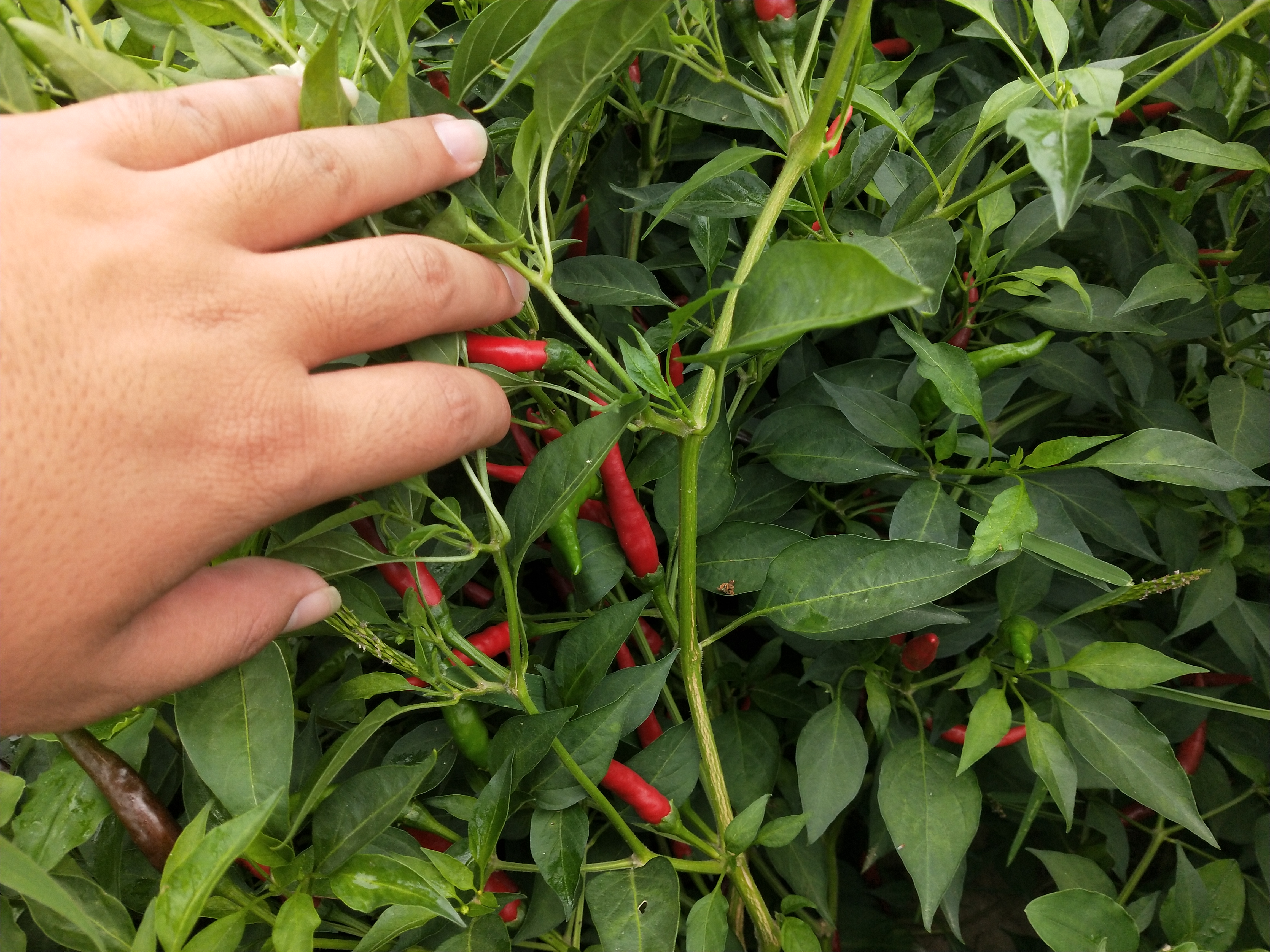 辣椒全部感染病毒病还能有救吗,辣椒病毒病打药三天叶子还是卷