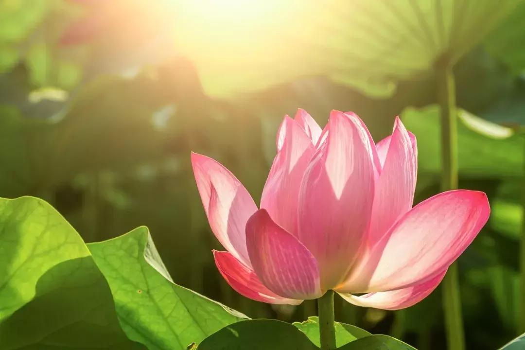 一读就错的100个常见字,100个一读就错的绕口令