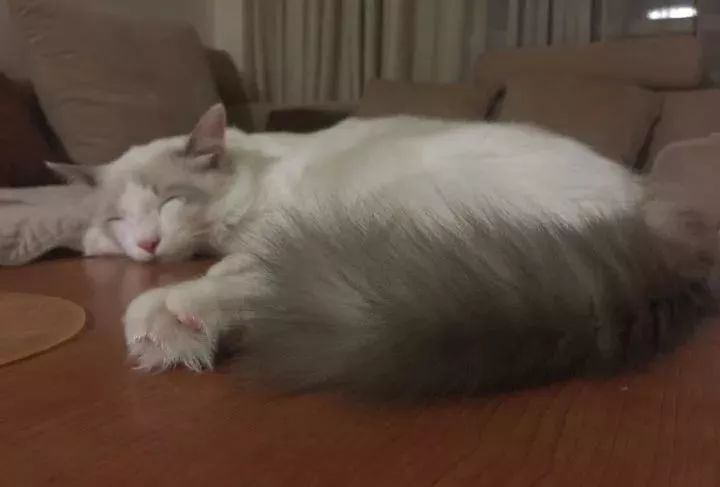 布偶适合跟什么猫一起养,有没有养布偶的人