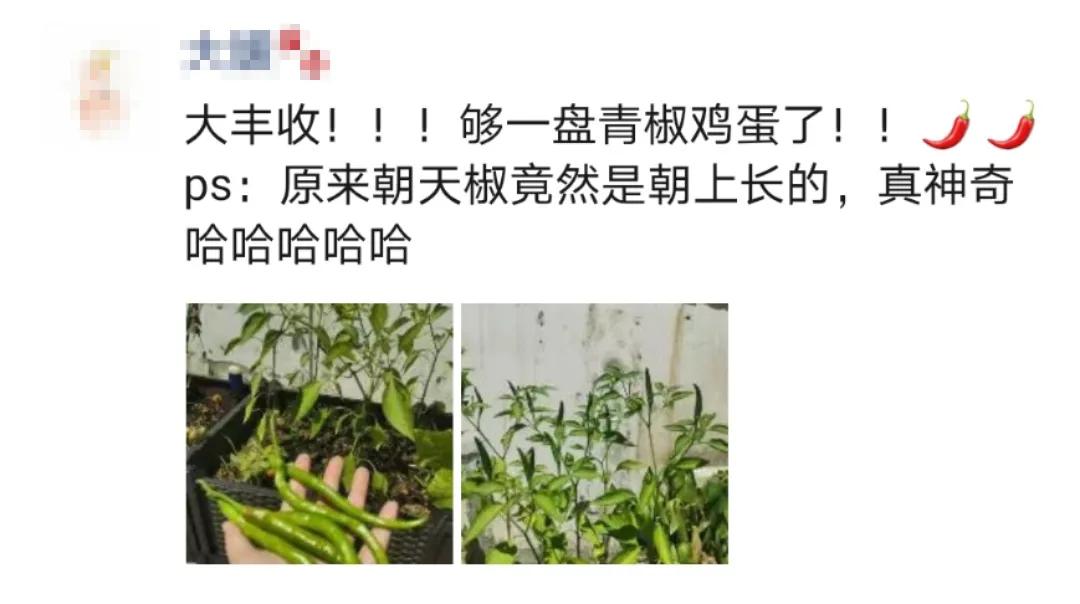 适合懒人家庭种菜100种,家里种菜这3种就够了