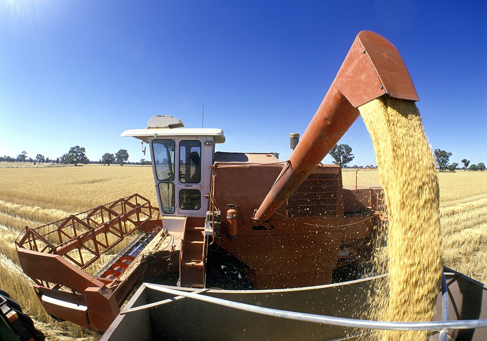 俄罗斯小麦和中国小麦哪个好,中国小麦和欧洲小麦区别