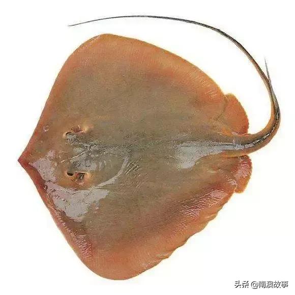 南澳渔民出海最常见的50种海鱼，都吃过，你就能退休了！