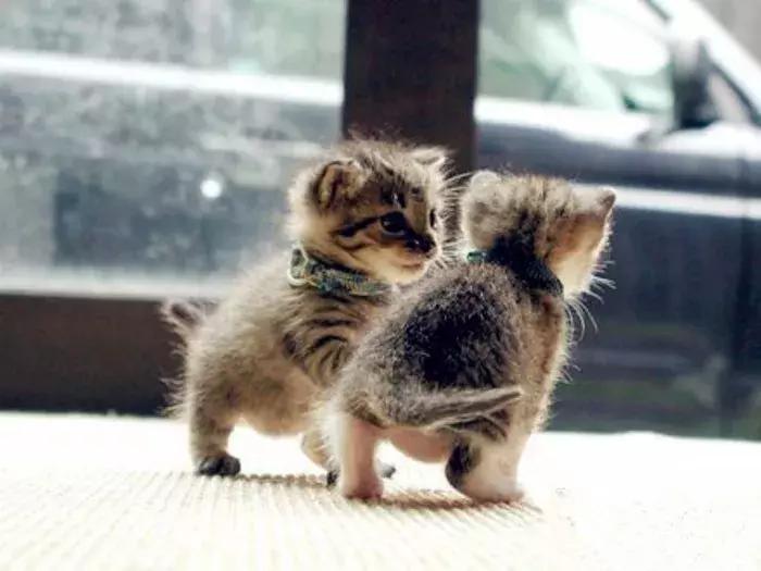 猫德动物医院治猫瘟,福懋动物医院好不好