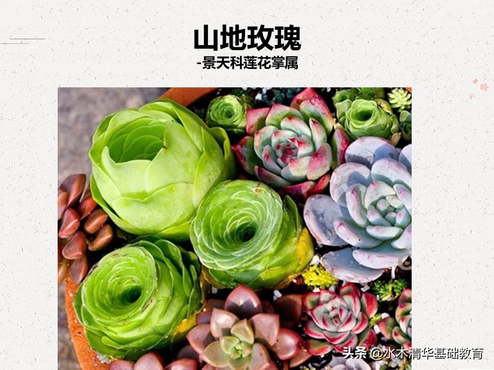 梦幻女王多肉植物百科图谱,原产地多肉植物图谱pdf