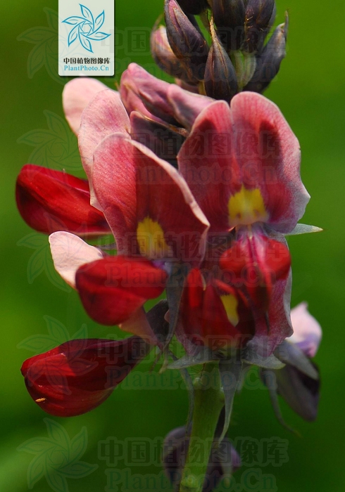 藁本神农本草经,神农本草经葛根原文