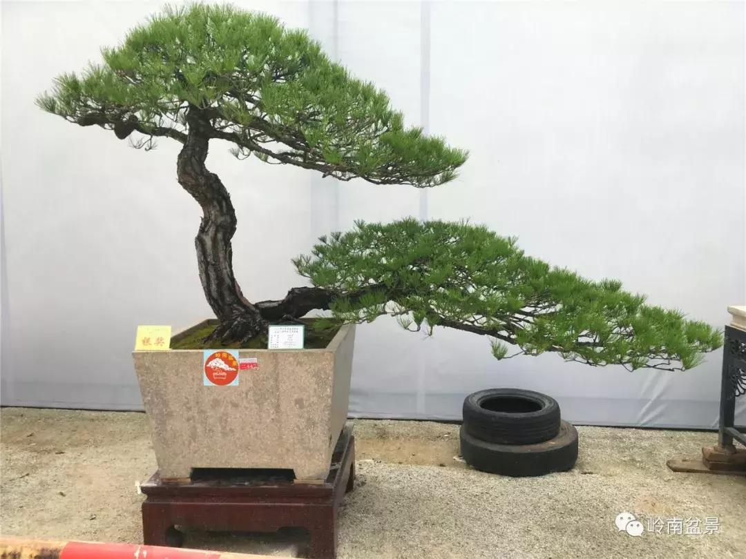 临水式金弹子盆景图片大全欣赏,看盆景展里赏心悦目的盆景