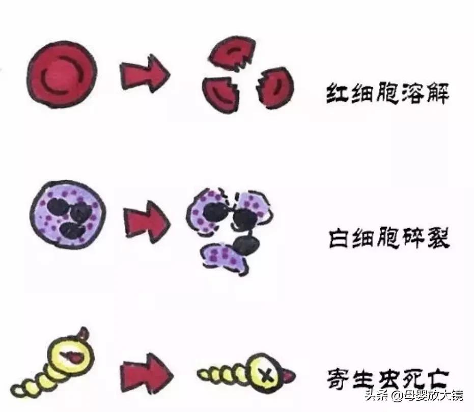 宝宝大便化验单显示烂便,宝宝大便检查报告单解读