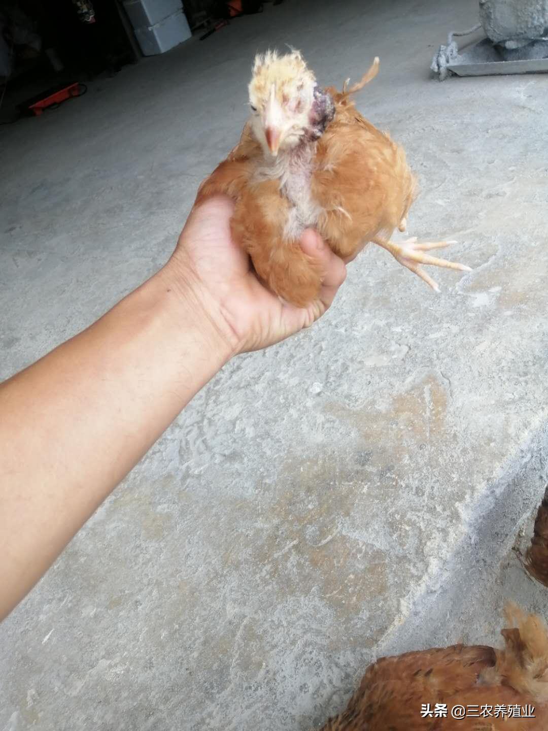 鸡眼睛水肿睁不开会死吗,鸡眼睛睁不开口里有粘液怎么治疗