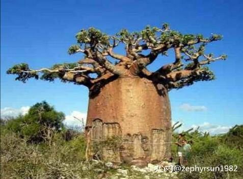 在孔网这片广袤的森林中,有哪些买家深深扎根?