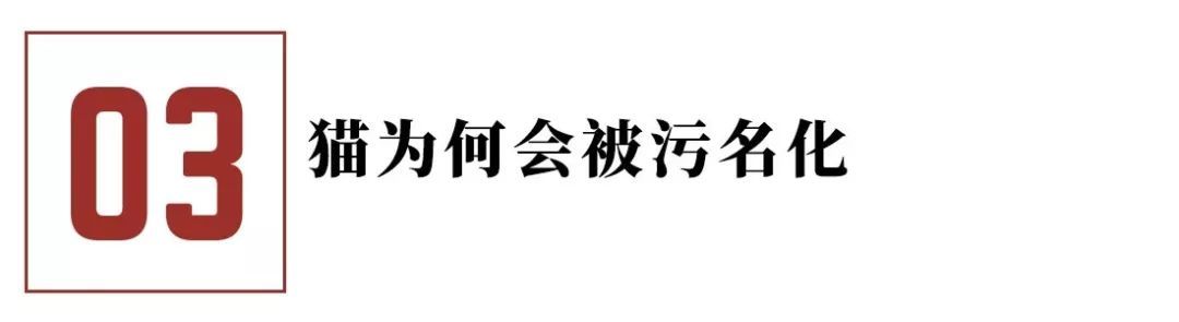 猫咪的迷惑行为历史版,可爱的猫咪黑历史