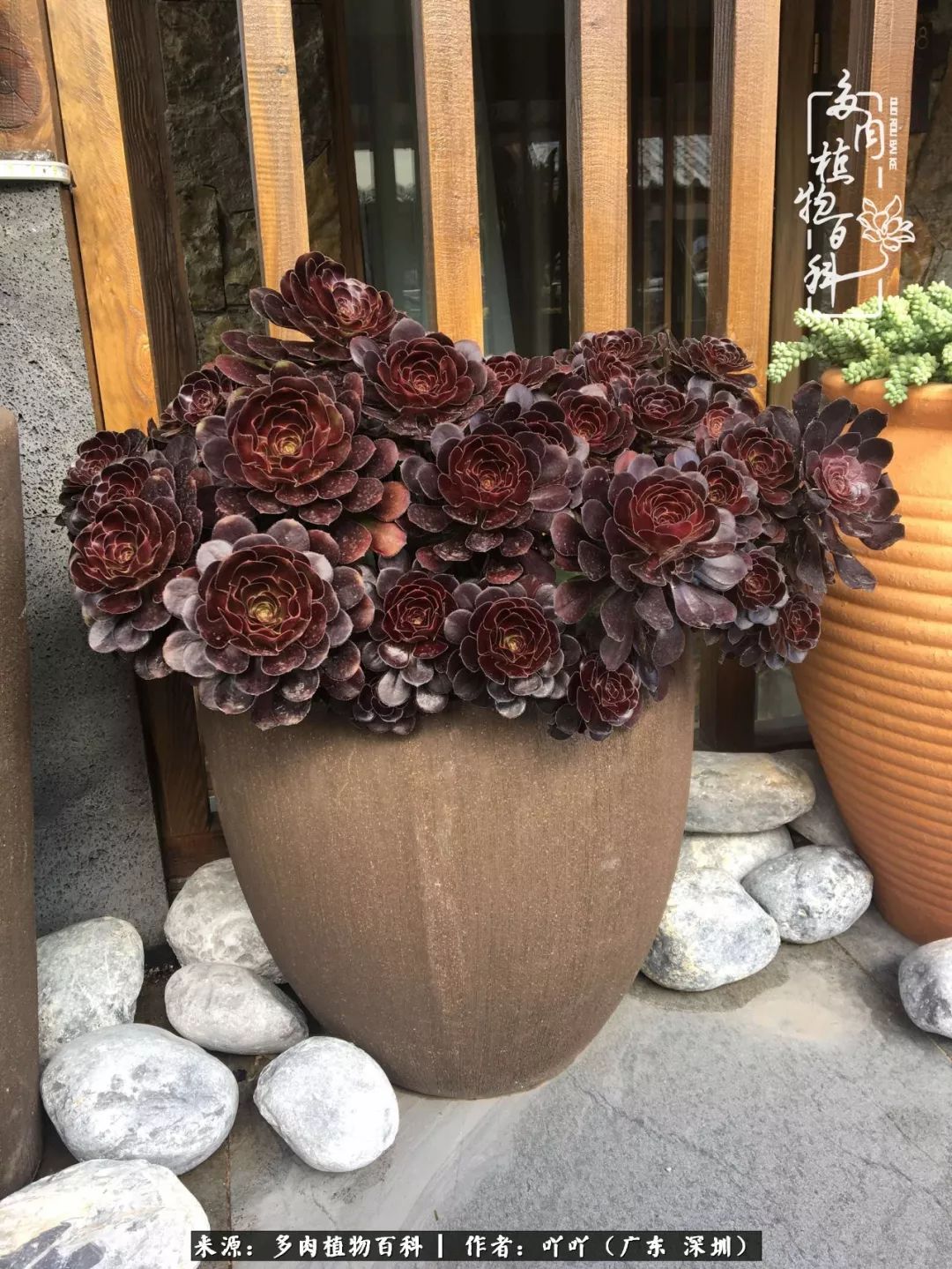 涓冨僵浜戝崡澶氳倝,浜戝崡澶氳倝涔嬫梾