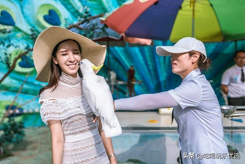 厦门灵玲动物王国大熊猫,厦门马戏团灵玲动物王国观光游览