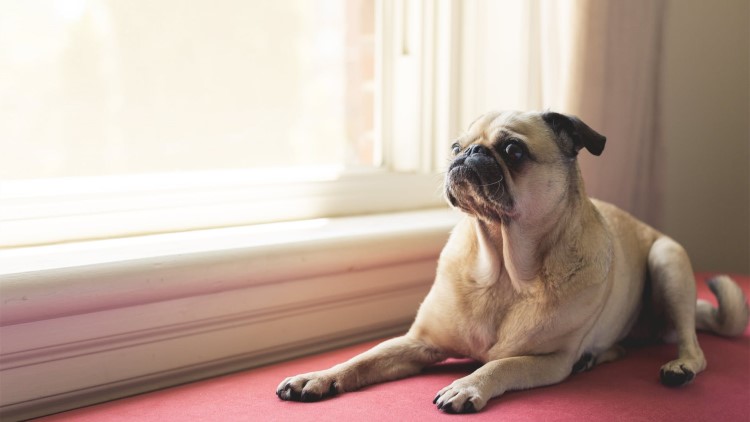 狗狗走丢了怎么样才能快速找回来,狗狗跑丢了怎么办最有效方法找回