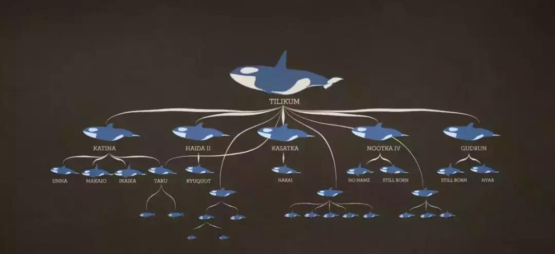 难得一见海洋动物表演,看不完的海洋动物和表演