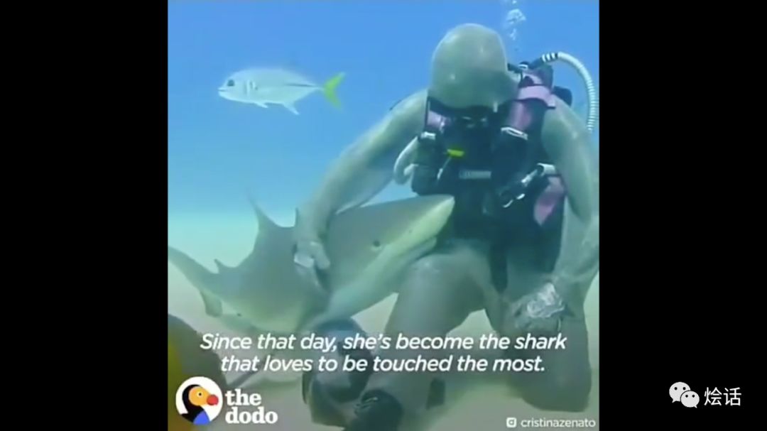 如果让鲨鱼开口,它们会说:“你们对我们有偏见!”