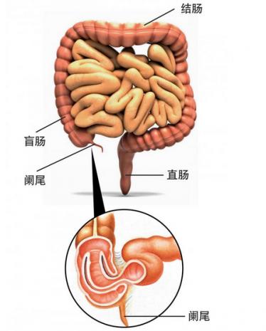 医生常用的解剖学、内外科口诀