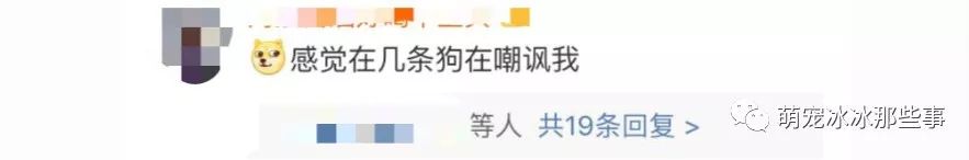 最壕狗窝！主人花3万5为爱宠造了个别墅，泳池和阳光房全都有