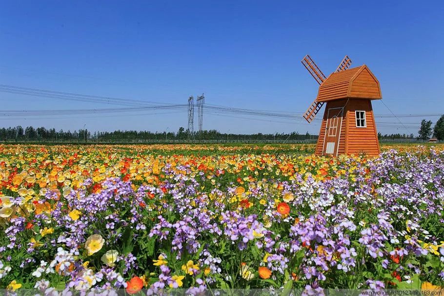 打卡北京紫谷伊甸园虞美人花海,通州看花的景点推荐免费