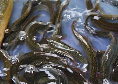 台湾泥鳅养殖方法及饲料配方,有机沼液泥鳅养殖技术