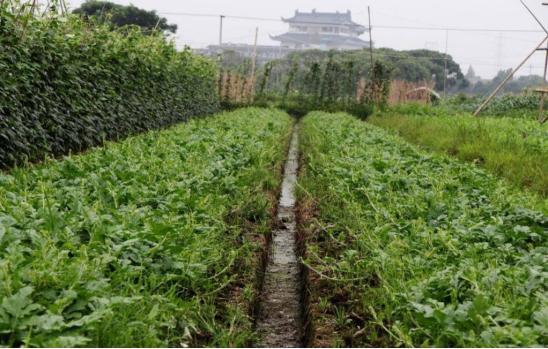 8424西瓜吊蔓种植的方法和技术,麒麟西瓜8424露天种植方法和管理