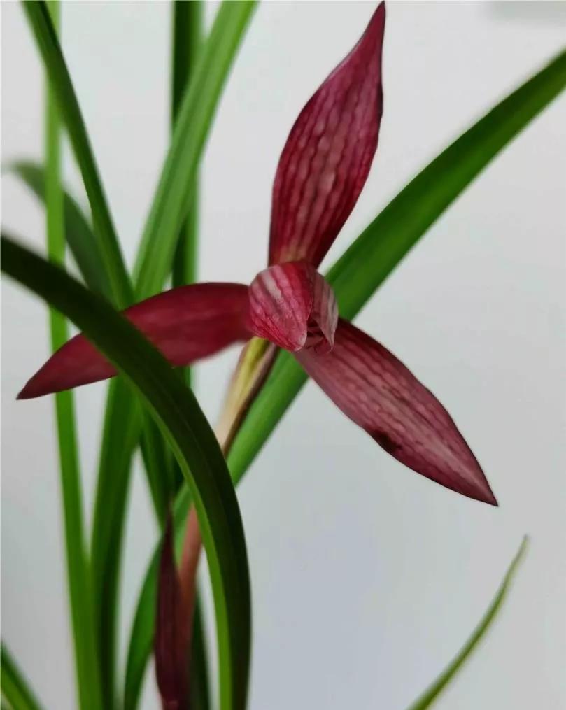 云南玉溪的春兰品种有哪些,云南玉溪最好的兰花