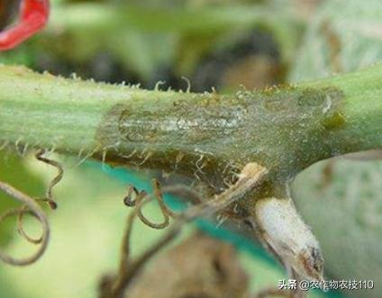 2021年温室大棚甜瓜种植技术,最好的大棚甜瓜种植方法