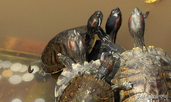 巴西彩龟幼龟最全面的养殖方法,巴西彩龟怎么养最简单的方法