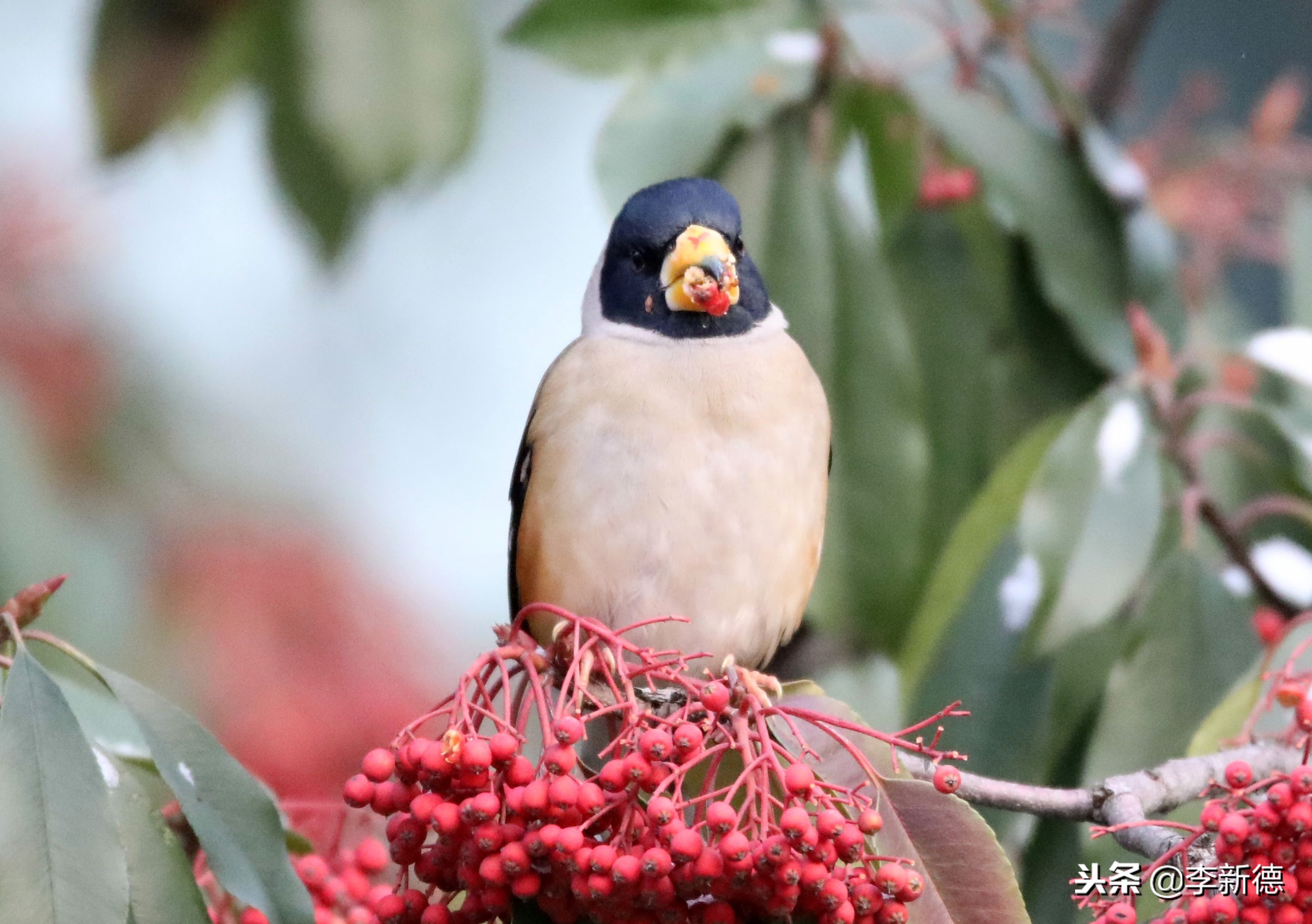 合肥拍到的小鸟,安徽有乌鸫鸟