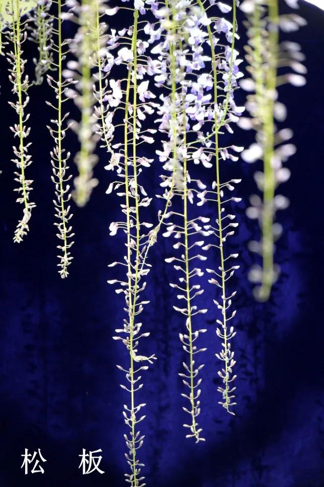 网红古树紫藤花,网红紫藤花