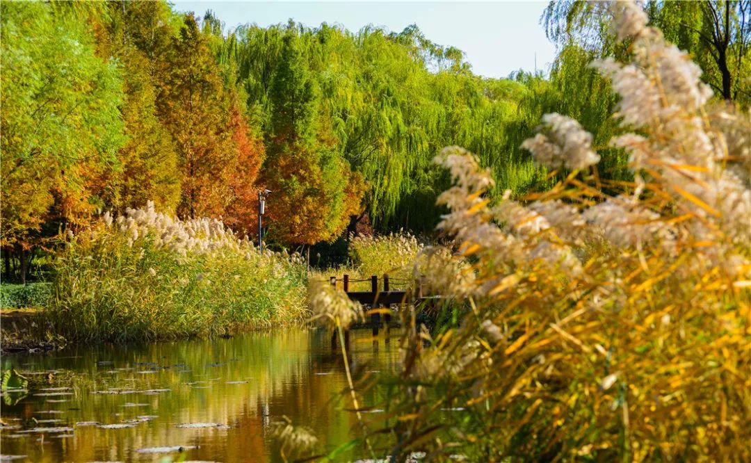 夏日好去处济南森林公园,济南森林公园雪景
