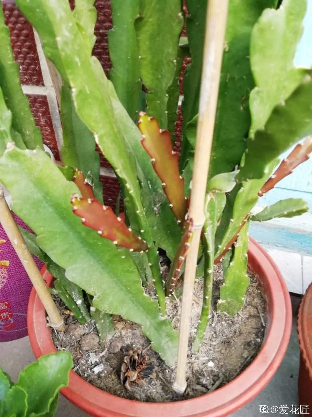 教你如何避开假货买到真品,一张图告诉你怎样分辨假货