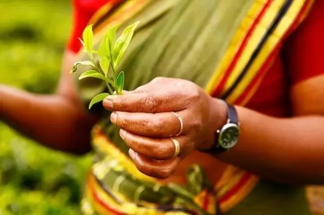 亚洲茶文化介绍,世界茶文化的发源地