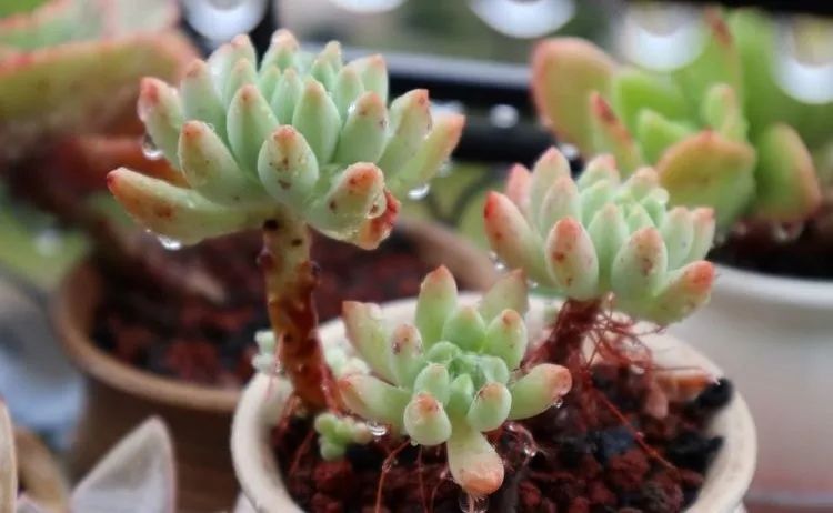 多肉长气根的原因及治疗,为啥多肉杆上长须根