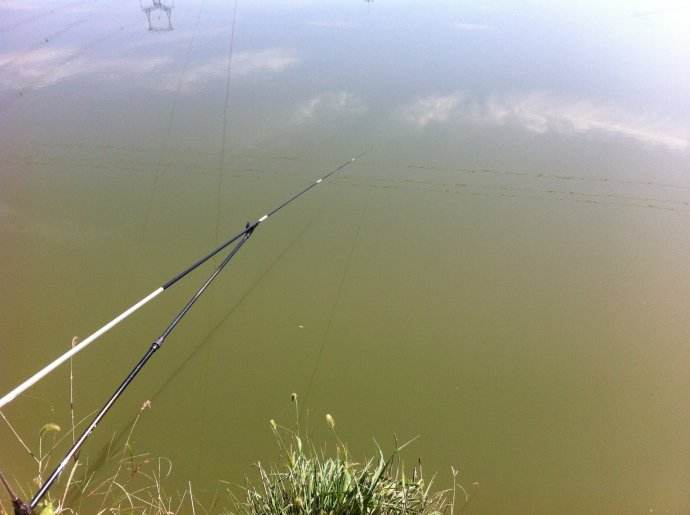 小凤仙全水域综合浮漂,小凤仙钓鱼浮漂