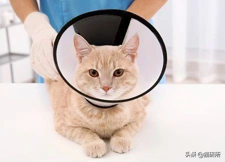 伊丽莎白圈猫咪,伊丽莎白圈有危险吗