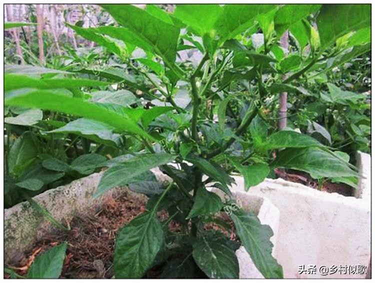 性格火辣的湘妹,性情泼辣