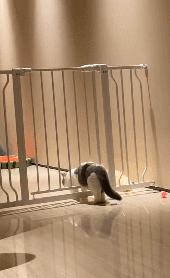 猫的本质是液体，不信看这里，萌化你