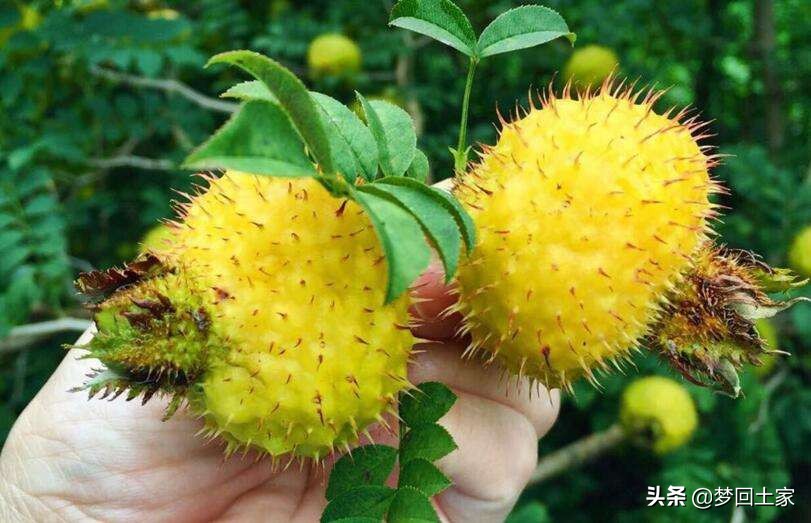 红苹果成为脱贫致富“金果果”,百香果成脱贫致富金果果