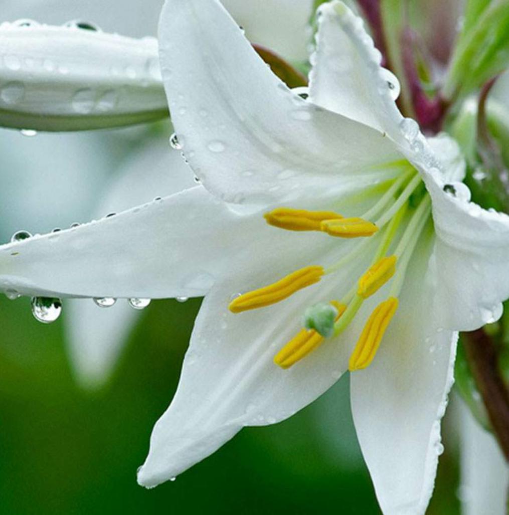 百合花如何养才能活得时间更长,百合花养花怎么才能让花期持久