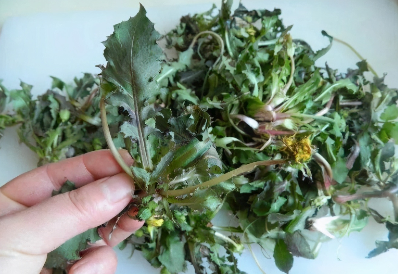 自制蒲公英茶为什么要杀青,蒲公英晒干了就可以直接泡水吗