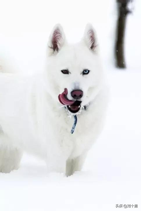 罕见动物60种大开眼界,十种罕见动物