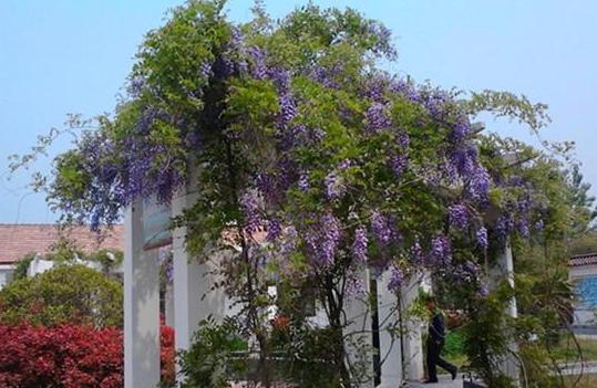 紫藤花怎样养成老桩,紫藤花种植方法和注意事项有哪些