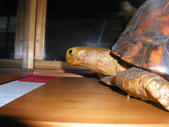 龟龟长大了,我滴个龟龟是什么意思