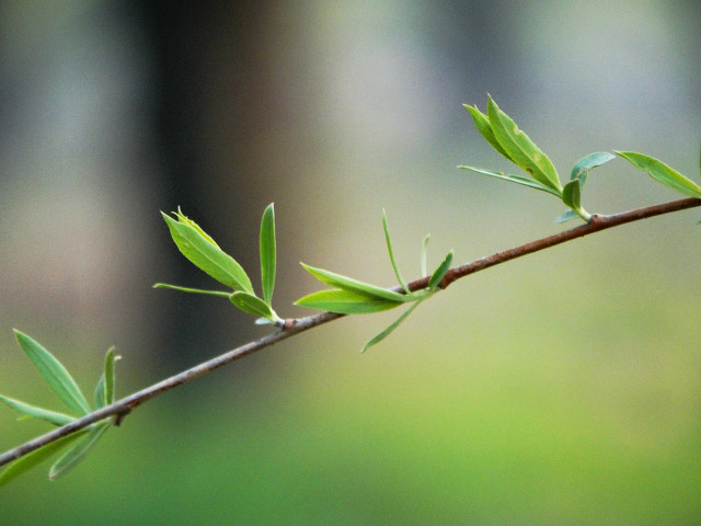 100首春天唯美经典诗词,描写春天花的优美句子诗词