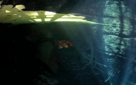 本以为是个恶心的臭水塘，没想到水下居然美到炸裂