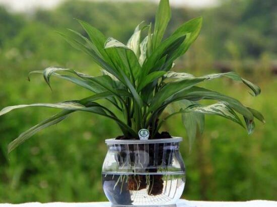 万年青烂根最好的处理方法,万年青根腐烂黄叶是什么原因